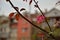 Spring Flowers on Tree in Residential Area