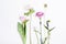 Spring flowers, tulip, anemone, clove and buttercup on white
