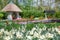 Spring Flowers in Tulip Garden Keukenhof, Lisse, Netherlands.