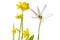 spring flowers tulip and yellow daffodils. . Isolate