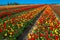 Spring flowers of tulips. The Netherlands flower industry.