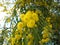 Spring flowers in Tunisian garden