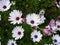 Spring flowers in Tunisian garden