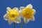 Spring flowers, two beautiful daffodils against blue sky