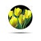 Spring Flowers Vectors, vector tulip floral flora spring nature