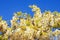 Spring flowers. Vine of blooming white wisteria against blue sky