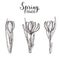 Spring flowers. Vintage hand drawn set of monochrome and colored crocus. Sketch. Engraving illustration