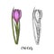 Spring flowers. Vintage hand drawn set of monochrome and colored crocus. Sketch. Engraving illustration