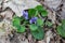 Spring flowers Viola canina heath dog-violet or heath violet