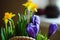 Spring flowers violet Crocus and yellow Narcissus in a basket close-up