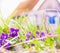 Spring flowers violets in the grass and rustic house