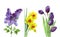 Spring flowers watercolor lilac, tulip, narcissus set isolated