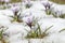 Spring flowers - white crocuses bloom in the park in April, a beautiful template for a web screensaver.