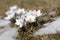 Spring flowers - white crocuses bloom in the park in April, a beautiful template for a web screensaver.