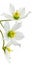 Spring flowers white Helleborus