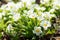 Spring flowers, white primrose or primula in a garden