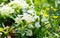 Spring flowers,  white primrose or primula in a garden