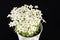 Spring flowers of white Saxifraga paniculata in pot on black background.