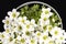 Spring flowers white Saxifraga paniculata in pot on black background.