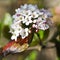 Spring flowers - White Viburnum