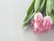 Spring flowers. White wooden background with five gentle tulips.