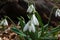 Spring flowers in wild forest. White snowdrops. Springtime blossoming plant.