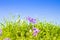 Spring flowers in a wild grass field - image with copy space