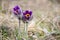 Spring flowers wild Pulsatilla pratensis