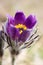 Spring flowers wild Pulsatilla pratensis