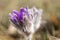 Spring flowers wild Pulsatilla pratensis