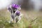 Spring flowers wild Pulsatilla pratensis