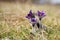 Spring flowers wild Pulsatilla pratensis