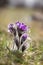 Spring flowers wild Pulsatilla pratensis