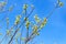 Spring flowers. Willow twigs blossom against blue sky background