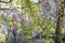 Spring flowers wisteria blooming in garden