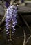 Spring flowers wisteria blooming in the garden. Beautiful flowering trellis blossom