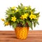 Spring flowers yellow celandine (Hylomecon vernalis)