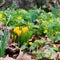 Spring flowers yellow crocus, daffodils and winter aconites with