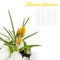Spring flowers,yellow crocuses, snow