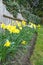 Spring flowers, yellow daffodils