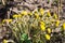 Spring flowers. Yellow Dandelion. Natural shoot