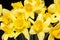 Spring flowers of yellow jonquil on black background