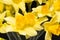 Spring flowers of yellow jonquil on black background