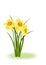 Spring Flowers. Yellow narcissus