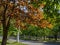 Spring Foliage of Golden Maple Stands Out Against the General Green Background of One of Odessa Streets