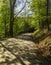 Spring Foliage & Sunshine, Hwy 32, NC