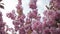 Spring footage with blossoming Japanese oriental cherry, sakura blossom, pink buds soft focus