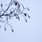 Spring in forest with alder tree buds and branches on bright blue sky background