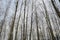 Spring forest with bird nests, trunks of trees against the sky, spring nesting of birds