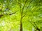 Spring in the forest. Bottom view tree with lush bright green leaves illuminated by sun. Natural background wallpaper